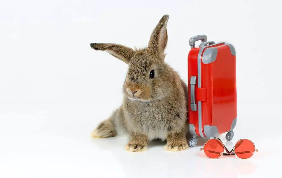 travel app rabbit