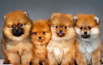 When Do Pomeranian Puppies Get Their Full Coat? – Arcana Pets
